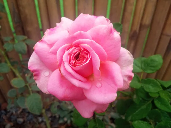 Primer Plano Color Rosa Rojo Flor Rosa Sola Floración Fondo — Foto de Stock