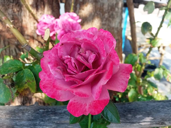 Gros Plan Couleur Rose Rouge Fleur Rose Simple Floraison Sur — Photo