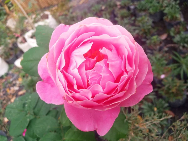 Gros Plan Couleur Rose Fleur Rose Simple Floraison Sur Fond — Photo