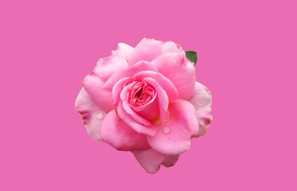 Detailní Záběr Růžové Barvy Jednotlivé Růže Květ Květ Růžovém Pozadí — Stock fotografie