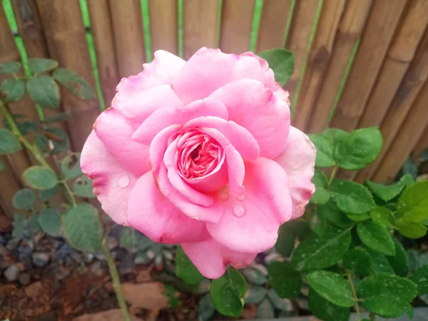 Gros Plan Couleur Rose Rouge Fleur Rose Simple Floraison Sur — Photo