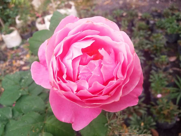 Primer Plano Color Rosa Flor Rosa Sola Floración Fondo Borroso — Foto de Stock