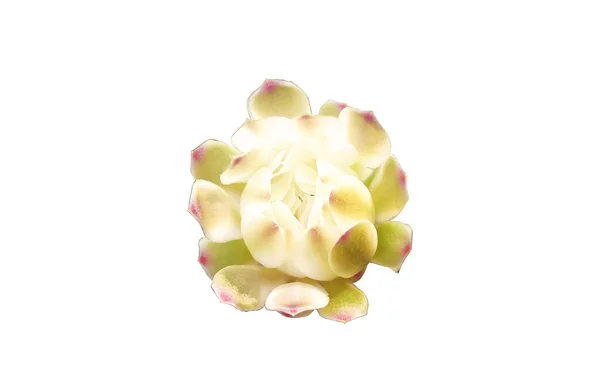Close Witte Cactus Bloemen Bloesem Geïsoleerd Witte Achtergrond Voor Het — Stockfoto
