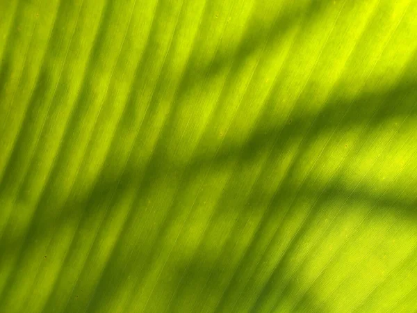 顶部视图 抽象模糊背景光影在香蕉叶上的照片或设计 绿叶背景 — 图库照片