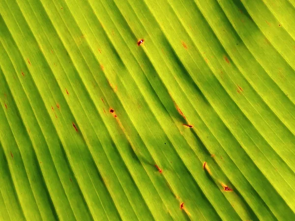 写真やデザインのためのバナナの葉の上の光と影の抽象的なぼやけた背景 緑の葉の背景 — ストック写真