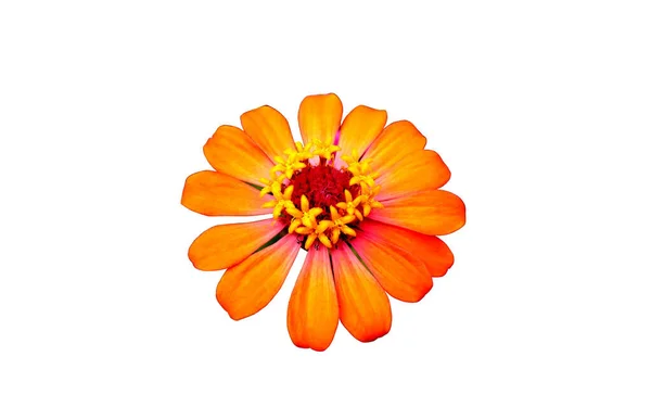 Närbild Enkel Ljus Orange Färg Zinnia Blomma Blommar Isolerad Vit — Stockfoto