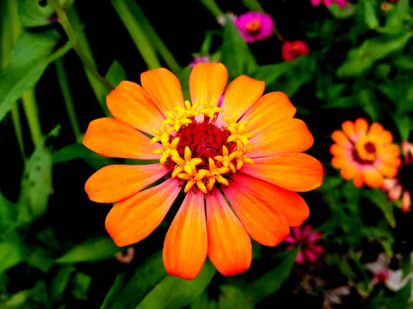 Närbild Enkel Ljus Orange Färg Zinnia Blomma Blommar Träd Suddig — Stockfoto