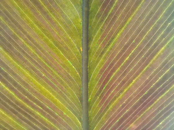 Closeup Abstract Green Red Brown Striped Leaf Texture Background Design — Stock Photo, Image
