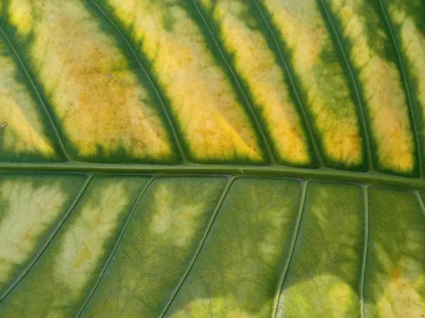 抽象緑の黄色の縞模様の葉のテクスチャ背景やデザインの広告製品 緑の自然植物の葉 — ストック写真