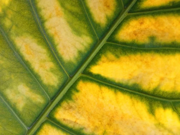 抽象緑の黄色の縞模様の葉のテクスチャ背景やデザインの広告製品 緑の自然植物の葉 — ストック写真