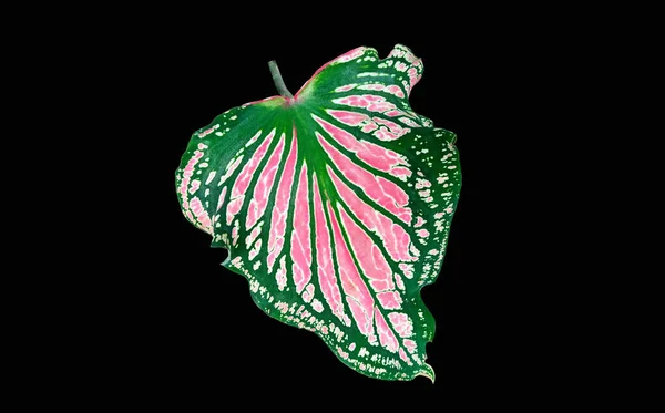 Pink Caladium Bicolor Foliage Florida Sweetheart Виділив Чорний Фон Стокових — стокове фото