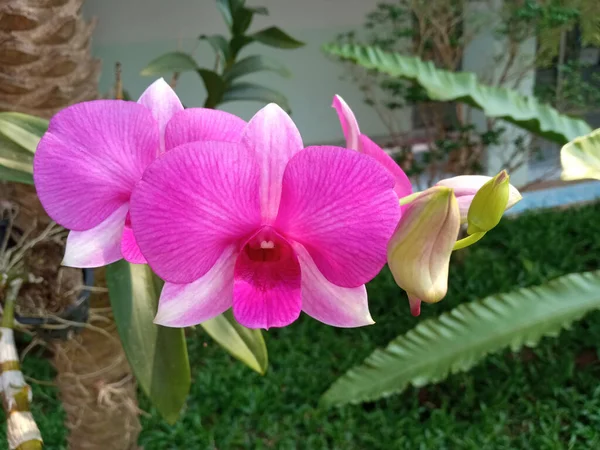 Вид Сверху Фиолетовые Розовые Орхидеи Цветы Цветут Размытом Фоне Дерева — стоковое фото