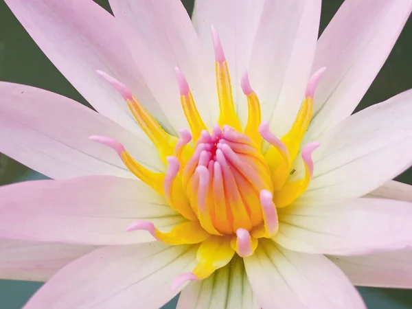 美丽的花 开着花的荷花 水面上有白色的粉红花瓣 背景模糊 可供拍照 夏季花 供冥想用的花 — 图库照片