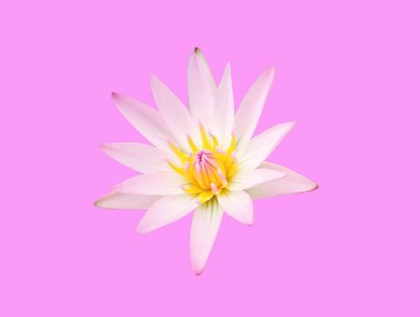 Yakın plan, çiçek açan güzel nilüfer çiçekleri. Pastel mavisi arkaplanda izole edilmiş pembe yapraklar. Stok fotoğrafı, yaz çiçekleri, meditasyon için çiçekler, bitkiler.  