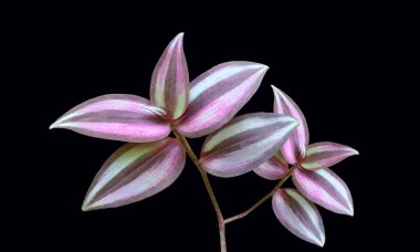 Tek çizgili beyaz yaprak bitkisi, grafik tasarımı veya stok fotoğrafı, çevre, yeşillik, illendirme için siyah arkaplan üzerinde izole