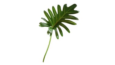 Single leaf of philodendron xanadu isolated on white background for design or decoration advertising product, tropical plant, flat lay, beautiful nature of thaumatophyllum xanadu leaves