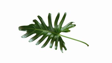 Single leaf of philodendron xanadu isolated on white background for design or decoration advertising product, tropical plant, flat lay, beautiful nature of thaumatophyllum xanadu leaves