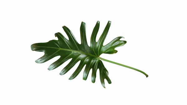 Single Leaf Philodendron Xanadu Isolated White Background Design Decoration Advertising — Stock Photo, Image