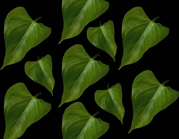 Набор Шаблонов Зеленый Лист Фона Изолирован Черном Графического Дизайна Stockphoto — стоковое фото