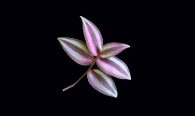 Tek çizgili beyaz yaprak bitkisi, grafik tasarımı veya stok fotoğrafı, çevre, yeşillik, illendirme için siyah arkaplan üzerinde izole