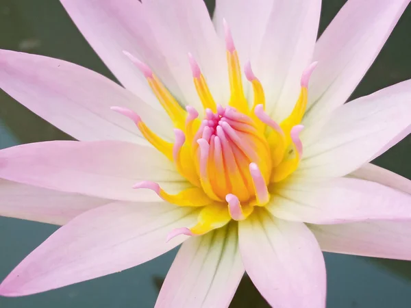 Close Mooie Bloesem Bloeiende Lotus Met Witte Roze Bloemblaadjes Water — Stockfoto