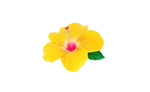 Closeup of pure yellow hibiscus flower blossom blooming isolated on white background, stock photo, spring summer flower, single plants