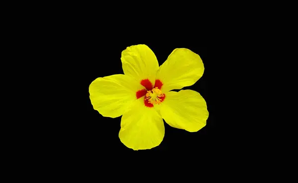 Closeup of pure yellow hibiscus flower blossom blooming isolated on black background, stock photo, spring summer flower, single plants
