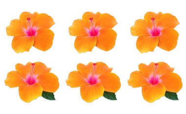 Kolajın üst görüntüsü turuncu renk amber çiçeği çiçeğini beyaz arka planda izole bir şekilde açıyor, stok fotoğrafı, bahar yaz çiçeği, altı bitki.