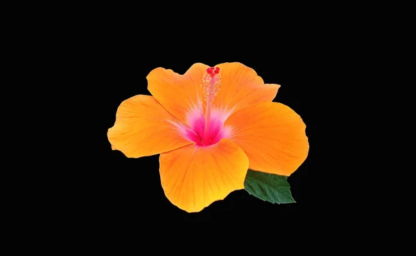 Closeup of pure orange hibiscus flower blossom blooming isolated on black background, stock photo, spring summer flower, single plants