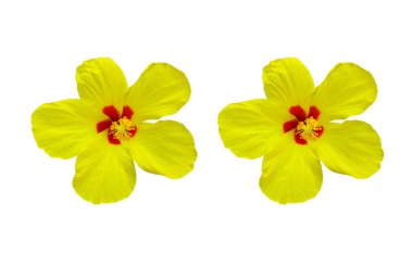 Beyaz arka planda izole edilmiş iki saf sarı amber çiçeği, stok fotoğrafı, bahar yaz çiçeği, çift bitkiler.