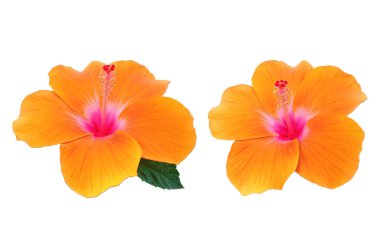 Beyaz arka planda izole edilmiş iki portakal çiçeği çiçek, stok fotoğrafı, bahar yaz çiçeği, çift bitki.