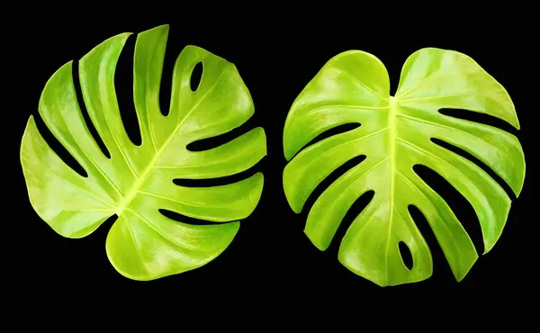 ストック写真や広告のために黒い背景に隔離された明るい新鮮な2つのモンステラの葉 開花植物の遺伝子 ロイヤリティフリーのストック画像
