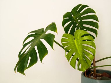 Yakın plan, arka plan tasarımı veya dekorasyon illüzyonu için gri vazoda yeşil yaprak beyaz duvar. Tropik bitki, yaz bitkisi, kahve dükkanı, stok fotoğrafı.