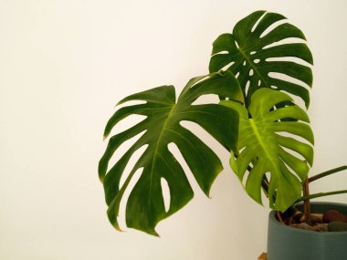 Yakın plan, arka plan tasarımı veya dekorasyon illüzyonu için gri vazoda yeşil yaprak beyaz duvar. Tropik bitki, yaz bitkisi, kahve dükkanı, stok fotoğrafı.