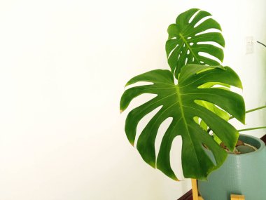 Yakın plan, arka plan tasarımı veya dekorasyon illüzyonu için gri vazoda yeşil yaprak beyaz duvar. Tropik bitki, yaz bitkisi, kahve dükkanı, stok fotoğrafı.