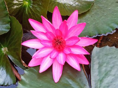 Yakın plan, güzel çiçek açan nilüfer çiçekleri suyun üzerinde beyaz pembe yapraklar bulanık arkaplan fotoğraf için, yaz çiçekleri meditasyon için çiçekler, bitkiler  