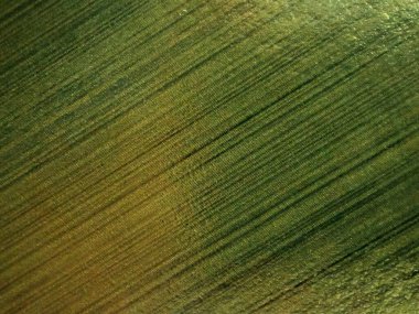 Üst görünüm, bulanık koyu renkli koyu yeşil çizgiler web sitesi veya grafik sanat tasarımı öğesi için arka plan. grunge duvar, gradyan arkaplan, hız çizgisi, duvar kağıdı, illüstrasyon