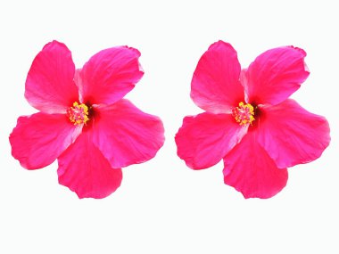 Pembe amberçiçeği çiçeğinin yakın plan beyaz arka planda izole edilmiş çiçek, stok fotoğrafı, bahar yaz çiçeği, çift bitki