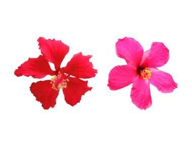 Kırmızı pembe amber çiçeğinin yakın plan resmi beyaz arka planda izole edilmiş çiçek, stok fotoğrafı, bahar yaz çiçeği, çift bitki