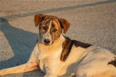 Yüzünde kahverengi lekeler olan sokak köpeği ve sokakta yatan beyaz bir vücut.