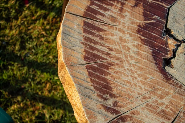 Çimen arka planında geniş bir ağaç üst görünümünün cilalanmış bölümü