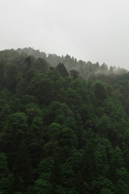Kara çam ağaçları bulutlar ve sisle kaplanmış bir dağda yetişir. Yağmur yağıyor.
