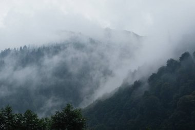 Kara çam ağaçları bulutlar ve sisle kaplanmış bir dağda yetişir. Yağmur yağıyor.