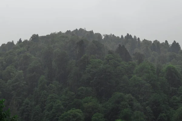 Schwarzkiefern Wachsen Auf Einem Wolken Und Nebel Gehüllten Berg Regnet — Stockfoto