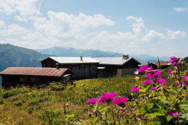 Dağlarda çiçekli ve bulutlu bir vadi.