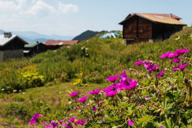 Dağlarda çiçekli ve bulutlu bir vadi.