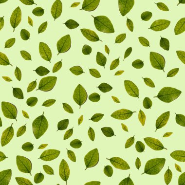 kusursuz desenli yaz yeşil yaprakları