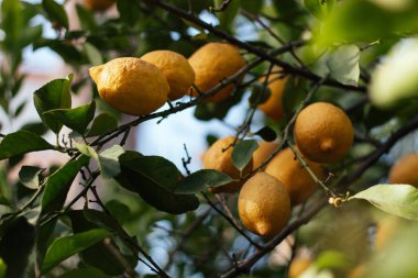 Yatay resimdeki limonlar