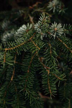 İğnelerin doğal deseni makro fotoğraf