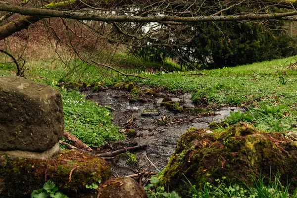 Bitkilerle çevrili bir orman nehri, küçük su akıntılarıyla.